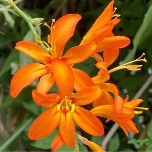 Crocosmia Flower Bulbs 50